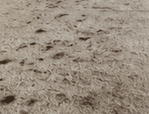 Carpet with visible traffic lanes and stains before shampooing